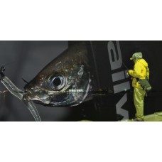 TAILWALK SALTY SHAPE DASH AJI